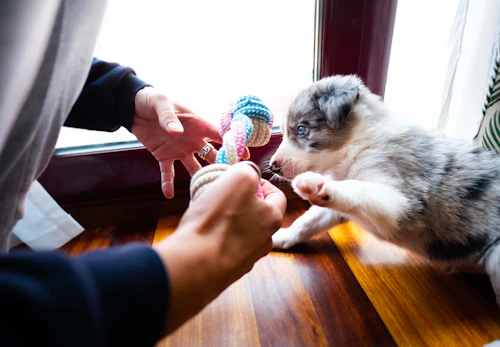 犬が反応する音とは 好きな音 嫌いな音はある 音に敏感な理由も解説 獣医師監修 わんクォール 犬が反応する音とは 好きな音 嫌いな音はある 音に敏感な理由も解説 獣医師監修 わんクォール
