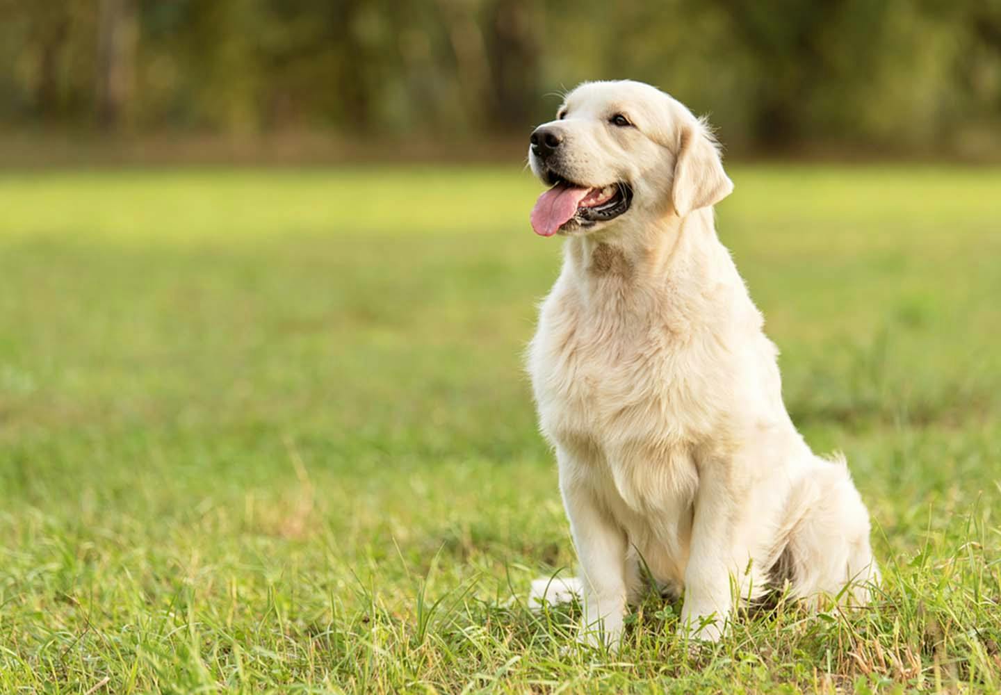 犬のおすわりのしつけ方は 初めて犬を飼う人でも簡単にできるコツを解説 獣医師監修 わんクォール