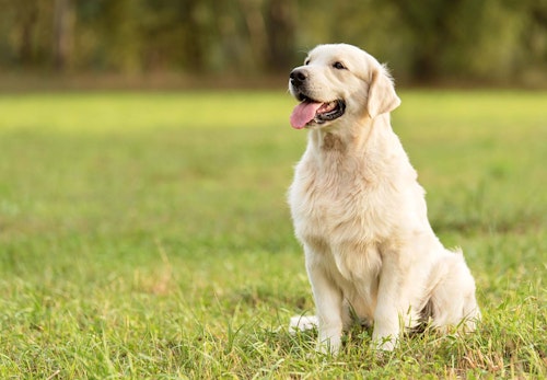 犬のおすわりのしつけ方は 初めて犬を飼う人でも簡単にできるコツを解説 獣医師監修 わんクォール 犬のおすわりのしつけ方は 初めて犬を飼う人でも簡単にできるコツを解説 獣医師監修 わんクォール