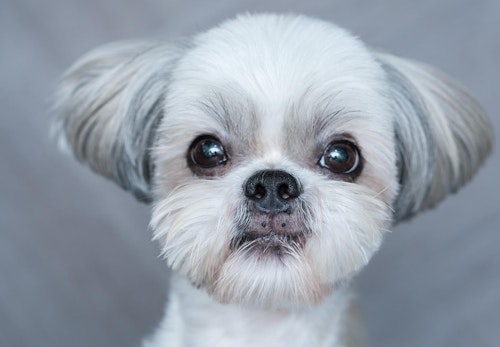 犬の目やにの取り方は 嫌がる時の対処法やこびりつきの拭き取り方を解説 獣医師監修 わんクォール 犬の目やにの取り方は 嫌がる時の対処法やこびりつきの拭き取り方を解説 獣医師監修 わんクォール