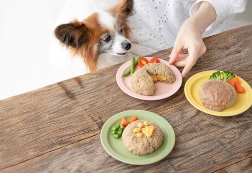 高齢犬にもオススメ 超簡単な愛犬用ハンバーグ風ドッグフードアレンジ 食べやすい食感 風味で食欲up わんクォール