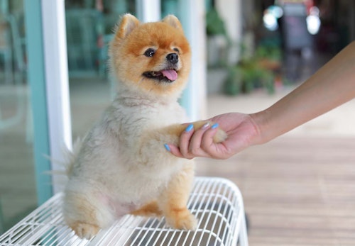 お手は右手と左手 どっちが正しい 簡単な教え方としつけのコツを解説 獣医師監修 わんクォール お手は右手と左手 どっちが正しい 簡単な教え方としつけのコツを解説 獣医師監修 わんクォール