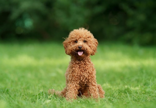 トイ プードルの適正体重は何kg 体重チェックや管理方法 月齢別の推移について解説 獣医師監修 わんクォール トイ プードルの適正体重は何kg 体重チェックや管理方法 月齢別の推移について解説 獣医師監修 わんクォール
