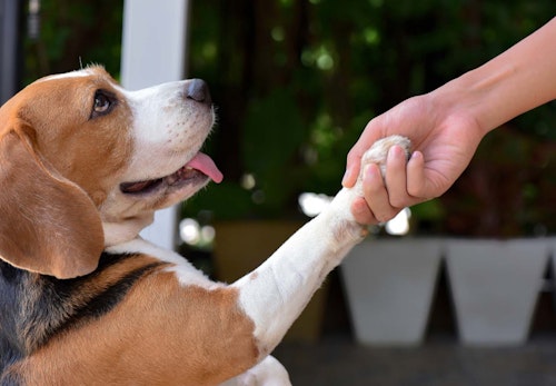 お手は右手と左手 どっちが正しい 簡単な教え方としつけのコツを解説 獣医師監修 わんクォール お手は右手と左手 どっちが正しい 簡単な教え方としつけのコツを解説 獣医師監修 わんクォール
