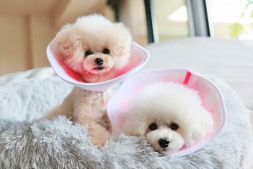 型紙不要 愛犬用エリザベスカラーを手作り 飼い主の古着を切って貼るだけの安心 サステナブルなdiy わんクォール 型紙不要 愛犬用エリザベスカラーを手作り 飼い主の古着を切って貼るだけの安心 サステナブルなdiy わんクォール