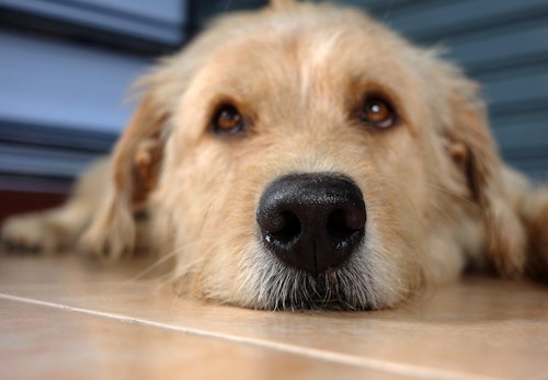 犬の鼻血の原因は 考えられる病気と対処法 病院に行くタイミングについて解説 獣医師監修 わんクォール 犬の鼻血の原因は 考えられる病気と対処法 病院に行くタイミングについて解説 獣医師監修 わんクォール