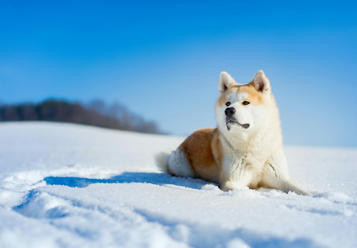 秋田犬はどんな犬？性格や特徴、飼い方のコツや注意点などについて解説