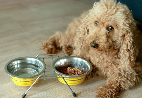 トイ プードルの適正体重は何kg 体重チェックや管理方法 月齢別の推移について解説 獣医師監修 わんクォール トイ プードルの適正体重は何kg 体重チェックや管理方法 月齢別の推移について解説 獣医師監修 わんクォール