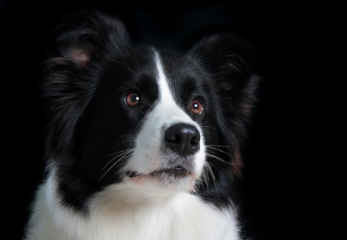 ボーダー コリーはどんな犬 性格や特徴 飼い方のコツやかかりやすい病気などについて解説 獣医師監修 わんクォール ボーダー コリーはどんな犬 性格や特徴 飼い方のコツやかかりやすい病気などについて解説 獣医師監修 わんクォール