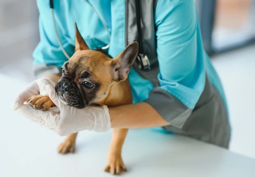 お手は右手と左手 どっちが正しい 簡単な教え方としつけのコツを解説 獣医師監修 わんクォール お手は右手と左手 どっちが正しい 簡単な教え方としつけのコツを解説 獣医師監修 わんクォール