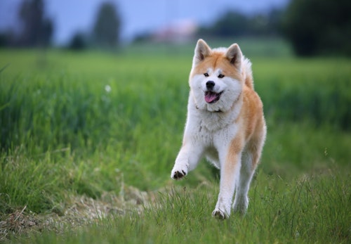 秋田犬はどんな犬 性格や特徴 飼い方のコツや注意点などについて解説 獣医師監修 わんクォール 秋田犬はどんな犬 性格や特徴 飼い方のコツや注意点などについて解説 獣医師監修 わんクォール