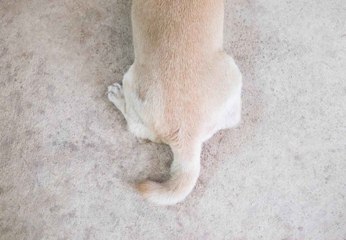 犬のしっぽの骨が折れる原因は 対処法や注意すべきことを解説 獣医師監修 わんクォール 犬のしっぽの骨が折れる原因は 対処法や注意すべきことを解説 獣医師監修 わんクォール