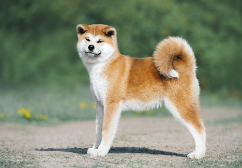 秋田犬はどんな犬 性格や特徴 飼い方のコツや注意点などについて解説 獣医師監修 わんクォール 秋田犬はどんな犬 性格や特徴 飼い方のコツや注意点などについて解説 獣医師監修 わんクォール