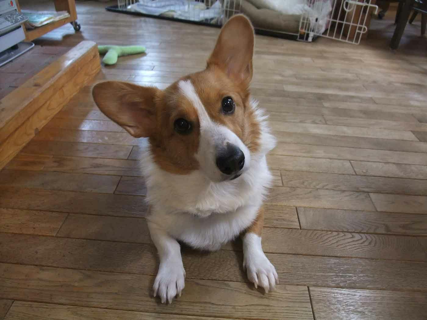 貸別荘『アルバータロッジ』の看板犬