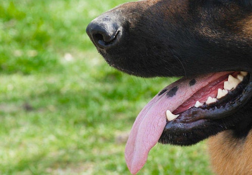 不調のサインを見逃さないで 犬の舌の色から分かる健康状態6選 獣医師監修 わんクォール 不調のサインを見逃さないで 犬の舌の色から分かる健康状態6選 獣医師監修 わんクォール