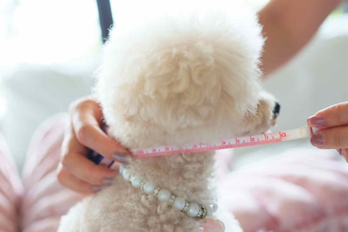 愛犬用エリザベスカラーの作り方　愛犬のサイズを測る