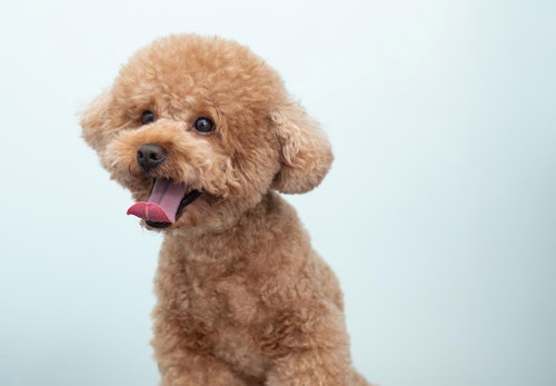 トイ プードルの適正体重は何kg 体重チェックや管理方法 月齢別の推移について解説 獣医師監修 わんクォール トイ プードルの適正体重は何kg 体重チェックや管理方法 月齢別の推移について解説 獣医師監修 わんクォール