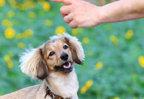 人間の指を見つめる小型犬