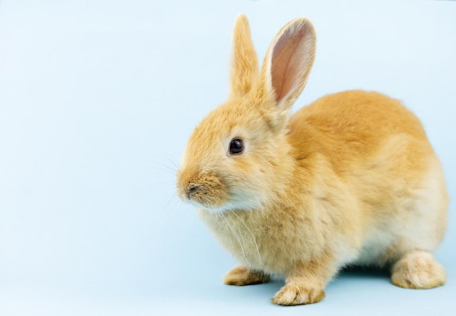 犬と一緒に他の動物を飼う前に 主なペット別の注意点をご紹介します 獣医師監修 わんクォール 犬と一緒に他の動物を飼う前に 主なペット別の注意点をご紹介します 獣医師監修 わんクォール