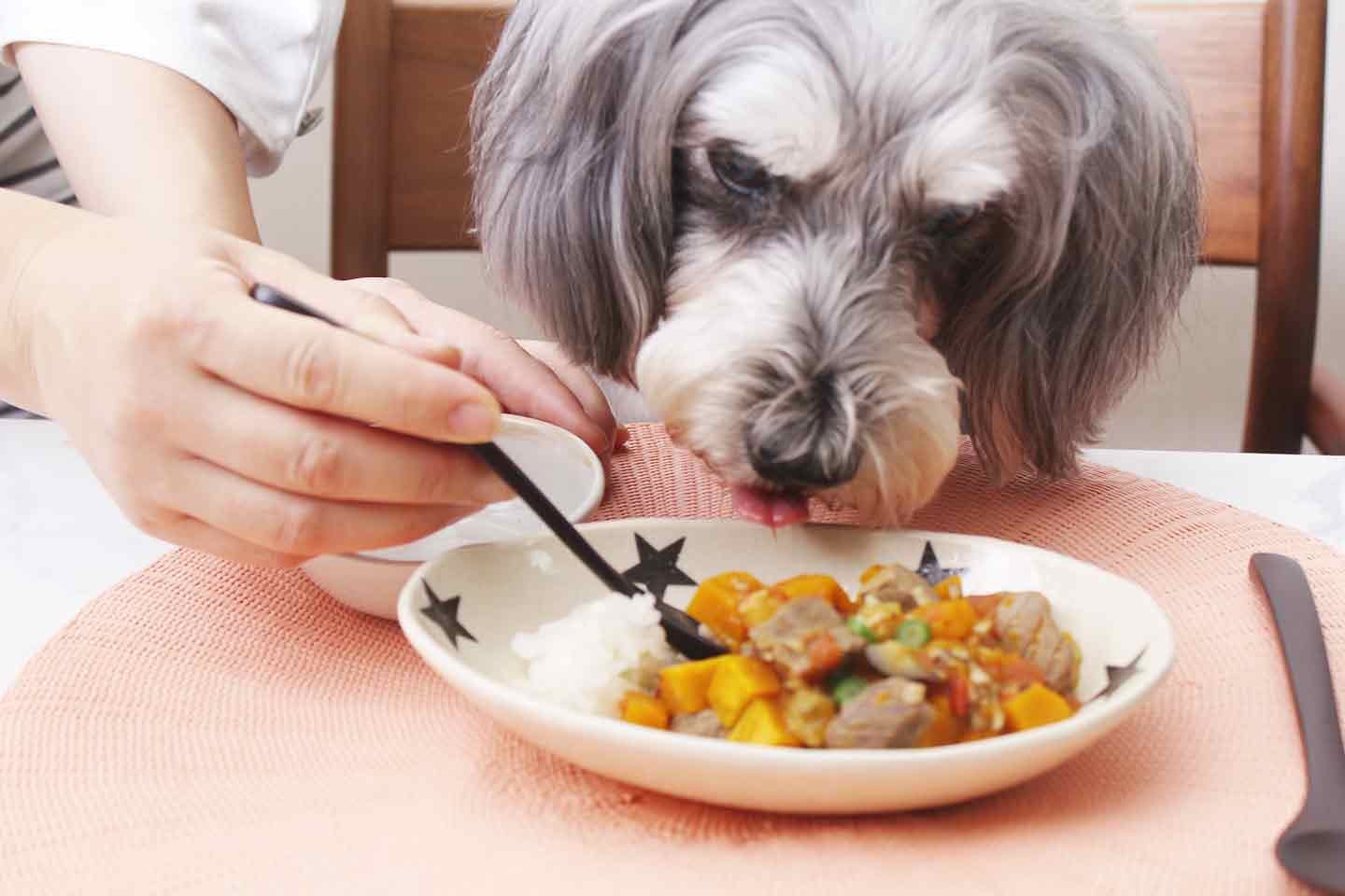【犬用かぼちゃのラタトゥイユ】消化器系に効能が届く食材で、簡単に愛犬の胃腸をケア