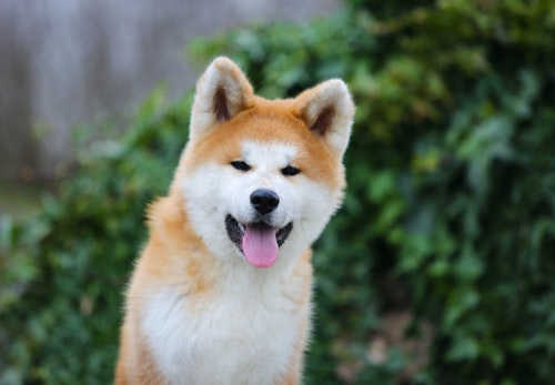秋田犬はどんな犬 性格や特徴 飼い方のコツや注意点などについて解説 獣医師監修 わんクォール 秋田犬はどんな犬 性格や特徴 飼い方のコツや注意点などについて解説 獣医師監修 わんクォール