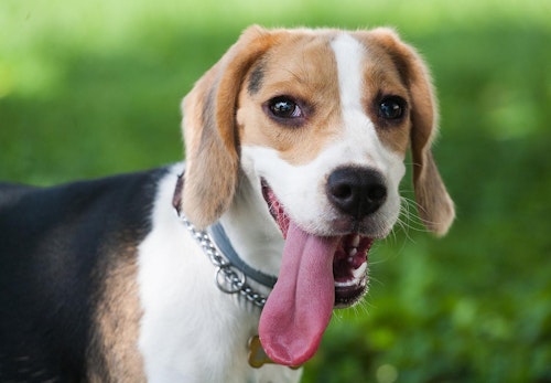 不調のサインを見逃さないで！犬の舌の色から分かる健康状態6選【獣医師監修】
