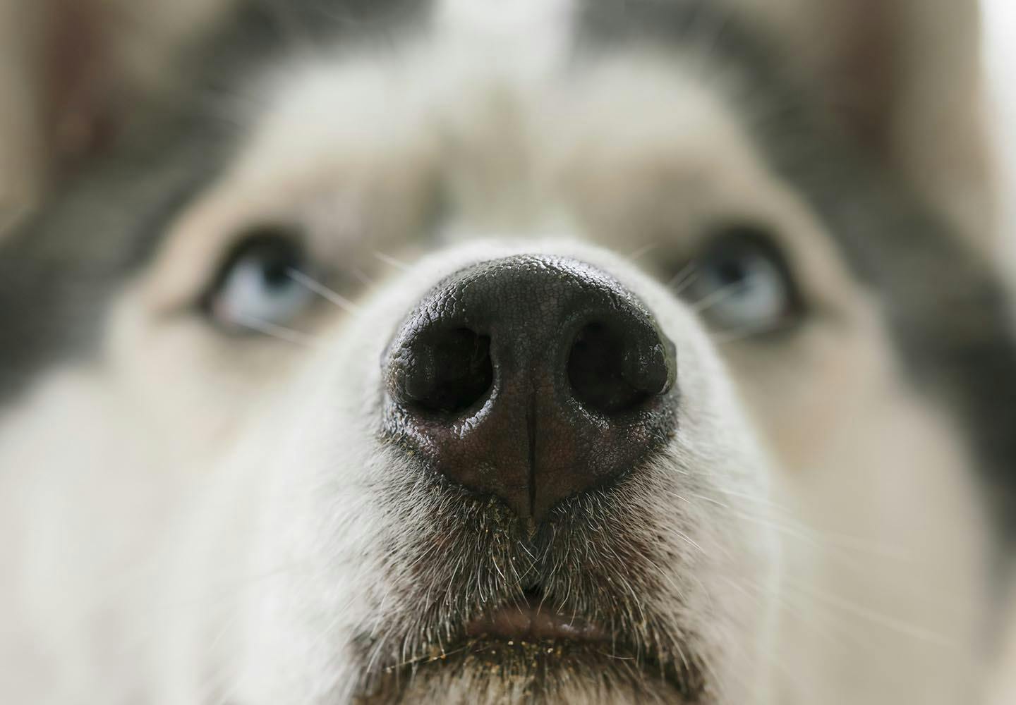 犬の鼻が乾くのは病気 主な原因と病院に連れて行くべき症状を解説 獣医師監修 わんクォール