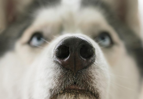 犬の鼻が乾燥するのは病気？主な原因と注意したい症状について解説【獣医師監修】