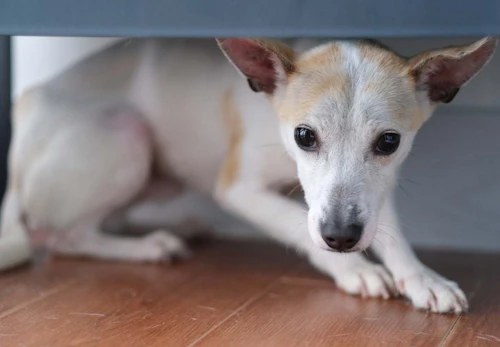 犬が反応する音とは 好きな音 嫌いな音はある 音に敏感な理由も解説 獣医師監修 わんクォール 犬が反応する音とは 好きな音 嫌いな音はある 音に敏感な理由も解説 獣医師監修 わんクォール