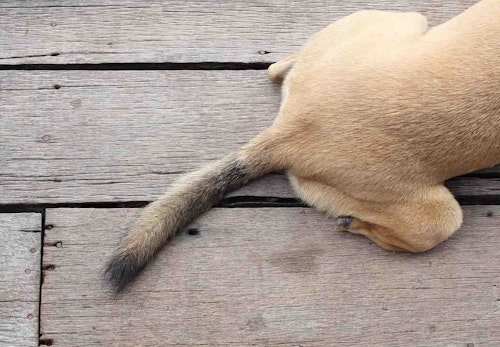 犬のしっぽの骨が折れる原因は 対処法や注意すべきことを解説 獣医師監修 わんクォール 犬のしっぽの骨が折れる原因は 対処法や注意すべきことを解説 獣医師監修 わんクォール