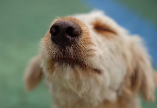犬の鼻血の原因は 考えられる病気と対処法 病院に行くタイミングについて解説 獣医師監修 わんクォール 犬の鼻血の原因は 考えられる病気と対処法 病院に行くタイミングについて解説 獣医師監修 わんクォール