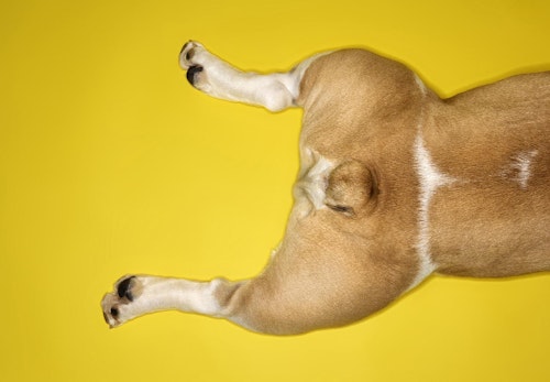 犬の肛門腺は絞った方がいい 正しい絞り方と普段のお手入れについて解説 獣医師監修 わんクォール 犬の肛門腺は絞った方がいい 正しい絞り方と普段のお手入れについて解説 獣医師監修 わんクォール