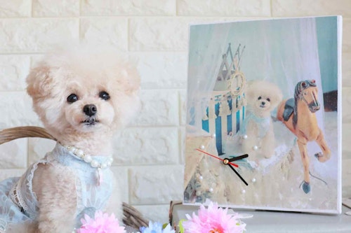 100均リメイク 愛犬デザインのオリジナル時計の作り方 思い出の写真が実用的なインテリアに わんクォール 100均リメイク 愛犬デザインのオリジナル時計の作り方 思い出の写真が実用的なインテリアに わんクォール