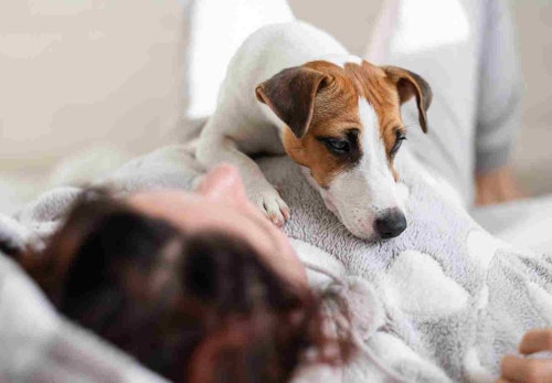 犬が飼い主のお腹の上で寝る理由とは 寝方で分かる心理と注意点を解説 獣医師監修 わんクォール