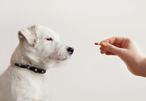 犬の薬の飲ませ方とは 上手に飲ませるコツと嫌がる時の対処法を解説 獣医師監修 わんクォール 犬の薬の飲ませ方とは 上手に飲ませるコツと嫌がる時の対処法を解説 獣医師監修 わんクォール