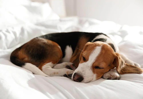 犬のしこり 腫瘍の原因は 考えられる病気や病院に連れて行くべき症状を解説 獣医師監修 わんクォール 犬のしこり 腫瘍の原因は 考えられる病気や病院に連れて行くべき症状を解説 獣医師監修 わんクォール