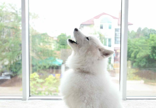 犬が遠吠えする理由とは その裏にある心理とやめさせる方法を解説 獣医師監修 わんクォール 犬が遠吠えする理由とは その裏にある心理とやめさせる方法を解説 獣医師監修 わんクォール