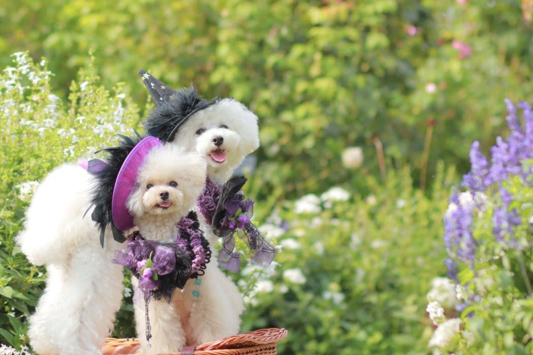 犬服 ハロウィンレッドドレス➕魔女帽子 撮影会 パーティー