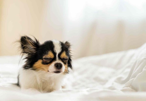 犬の寝方で分かることって リラックスした寝相と注意すべき寝相を解説 獣医師監修 わんクォール 犬の寝方で分かることって リラックスした寝相と注意すべき寝相を解説 獣医師監修 わんクォール