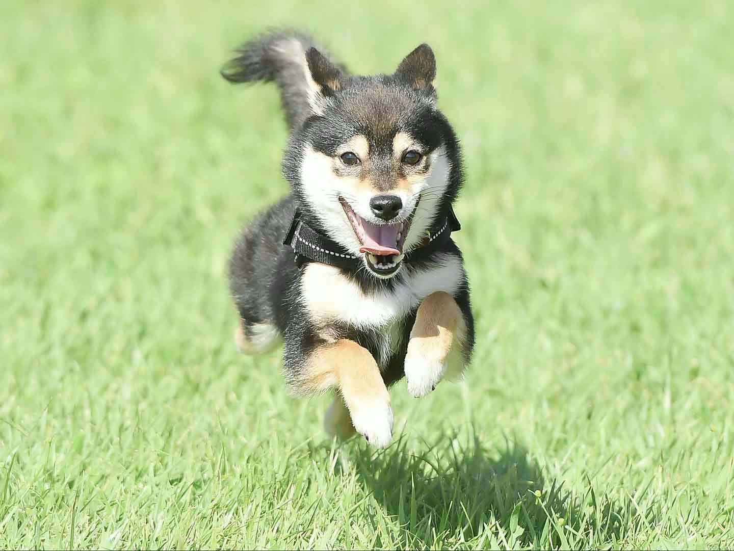 ペット コレクション 写真 プロ