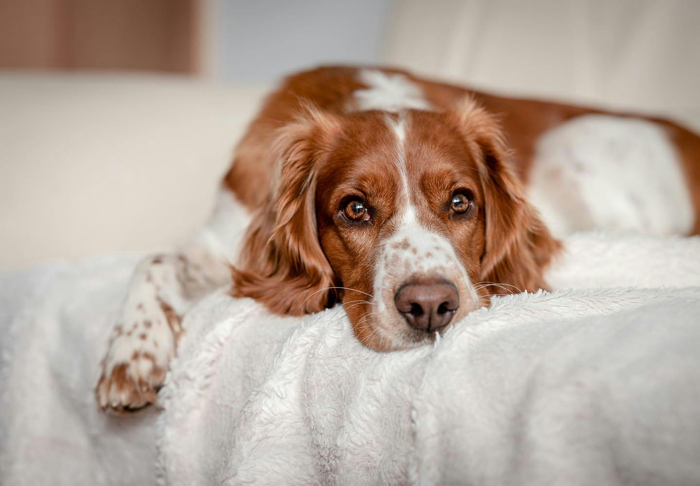 犬のしこり・腫瘍の原因は？考えられる病気や病院に連れて行くべき症状を解説【獣医師監修】