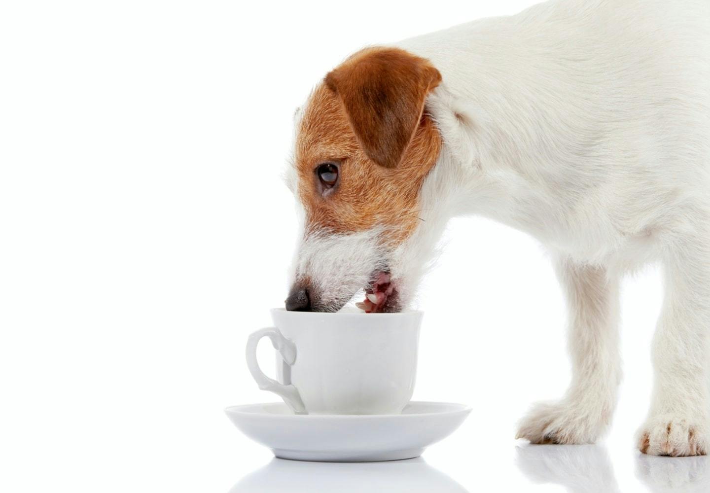 犬のカフェイン中毒症状　病院に行くべきタイミング