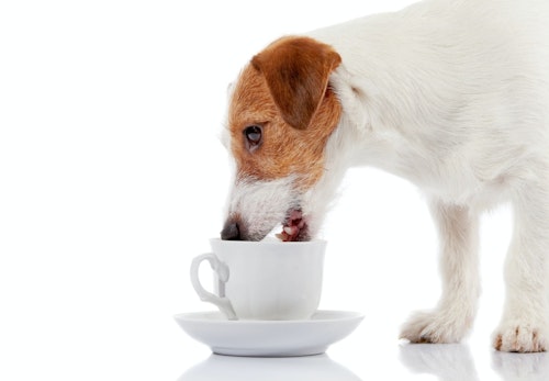 犬にコーヒーを与えるのはng カフェイン中毒の症状や誤飲したときの応急処置について解説 獣医師監修 わんクォール 犬にコーヒーを与えるのはng カフェイン中毒の症状や誤飲したときの応急処置について解説 獣医師監修 わんクォール