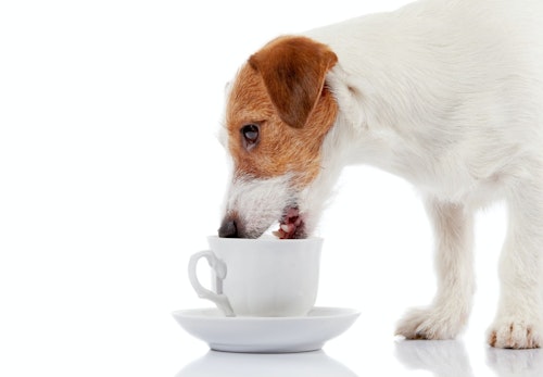 犬にコーヒーを与えるのはng カフェイン中毒の症状や誤飲したときの応急処置について解説 獣医師監修 わんクォール