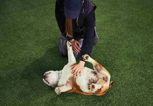 犬がお腹を見せる理由は服従心ではない 隠された心理を解説 獣医師監修 わんクォール 犬がお腹を見せる理由は服従心ではない 隠された心理を解説 獣医師監修 わんクォール