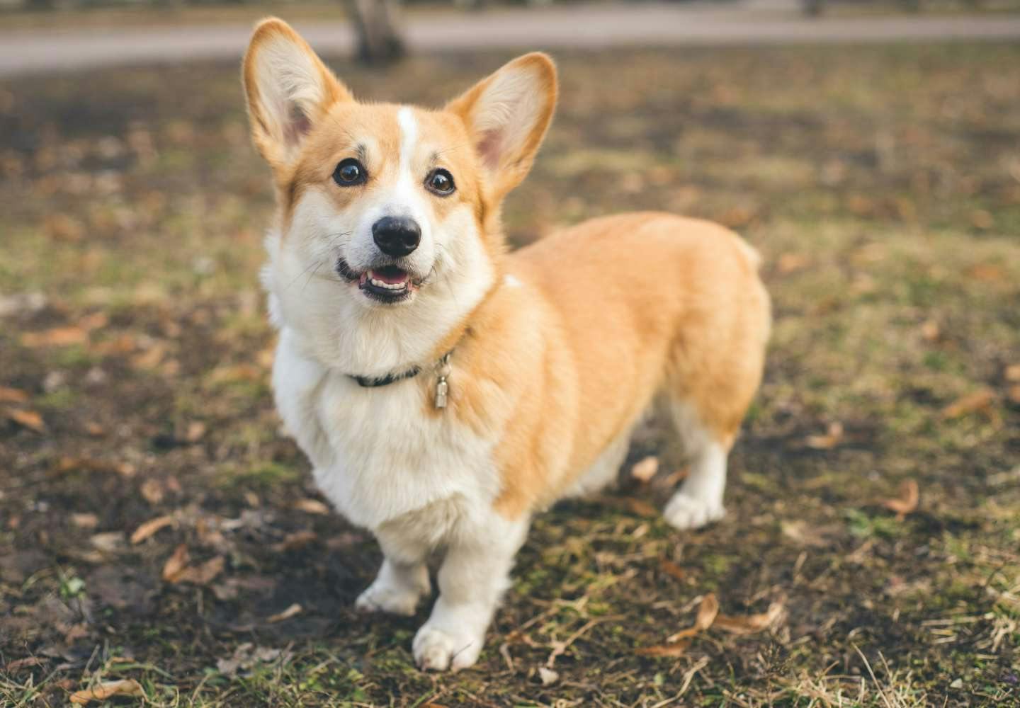 ウェルシュ・コーギー・ペンブロークの性格や特徴は？飼い方のコツやかかりやすい病気について解説【獣医師監修】|ワンクォール