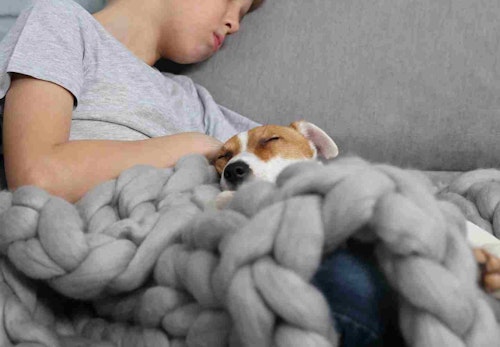 犬が飼い主のお腹の上で寝る理由とは 寝方で分かる心理と注意点を解説 獣医師監修 わんクォール 犬が飼い主のお腹の上で寝る理由とは 寝方で分かる心理と注意点を解説 獣医師監修 わんクォール