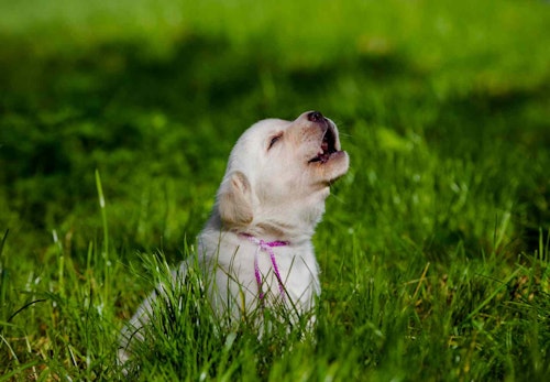 犬が遠吠えする理由とは その裏にある心理とやめさせる方法を解説 獣医師監修 わんクォール 犬が遠吠えする理由とは その裏にある心理とやめさせる方法を解説 獣医師監修 わんクォール