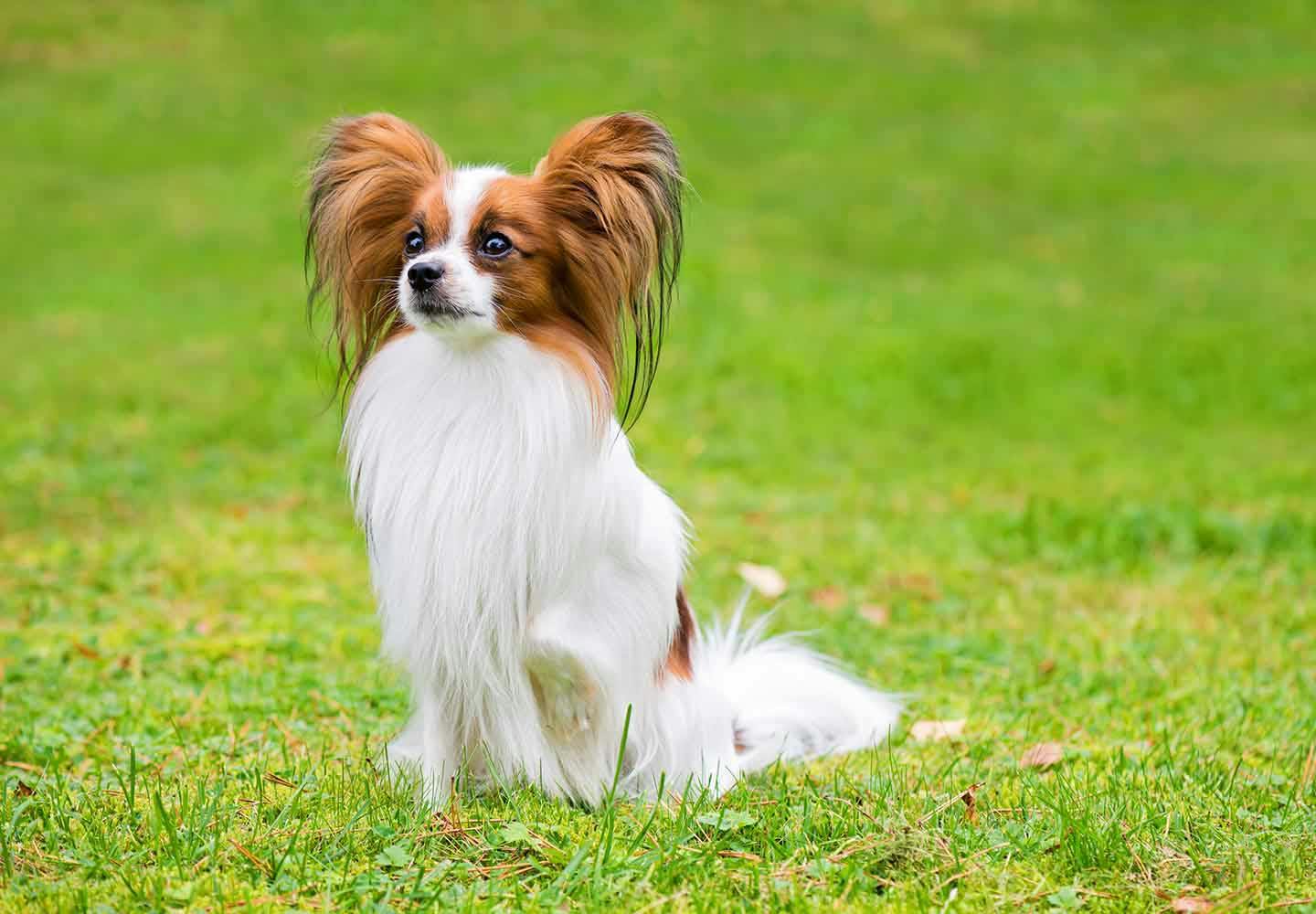 パピヨンの性格や特徴は？飼い方やしつけのコツについて解説【獣医師監修】|ワンクォール