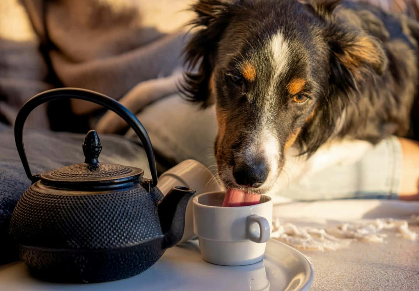 犬にお茶を与える際の注意点